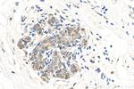 APPBP2 Antibody in Immunohistochemistry (Paraffin) (IHC (P))