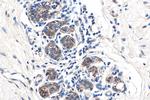 APPBP2 Antibody in Immunohistochemistry (Paraffin) (IHC (P))