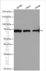 APPBP2 Antibody in Western Blot (WB)