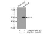 GABRA1 Antibody in Immunoprecipitation (IP)