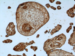 PI4KA Antibody in Immunohistochemistry (Paraffin) (IHC (P))