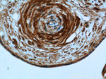 PI4KA Antibody in Immunohistochemistry (Paraffin) (IHC (P))