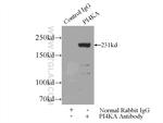 PI4KA Antibody in Immunoprecipitation (IP)