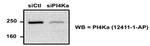 PI4KA Antibody in Western Blot (WB)