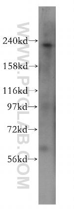 PI4KA Antibody in Western Blot (WB)