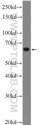 TEAD4 Antibody in Western Blot (WB)