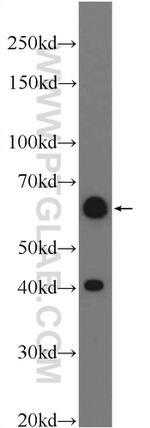 TEAD4 Antibody in Western Blot (WB)