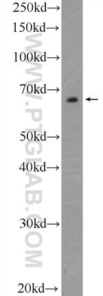 TEAD4 Antibody in Western Blot (WB)