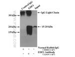 EDF1 Antibody in Immunoprecipitation (IP)