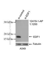 EDF1 Antibody in Western Blot (WB)