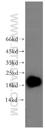 EDF1 Antibody in Western Blot (WB)