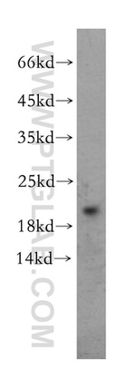 EDF1 Antibody in Western Blot (WB)