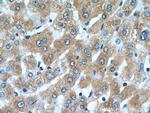 SLC20A1 Antibody in Immunohistochemistry (Paraffin) (IHC (P))