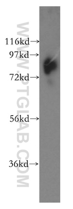 SLC20A1 Antibody in Western Blot (WB)