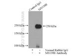 MYO9B Antibody in Immunoprecipitation (IP)