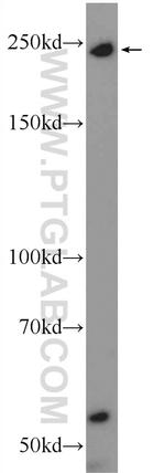 MYO9B Antibody in Western Blot (WB)