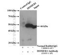 HOMER1 Antibody in Immunoprecipitation (IP)