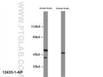 HOMER1 Antibody in Western Blot (WB)