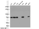 STAM Antibody in Western Blot (WB)