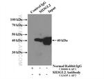 SH3GL2 Antibody in Immunoprecipitation (IP)