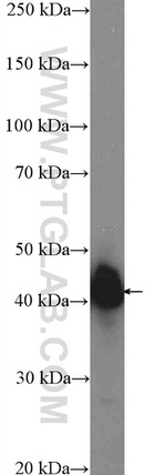 SH3GL2 Antibody in Western Blot (WB)