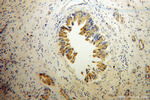 SHC3 Antibody in Immunohistochemistry (Paraffin) (IHC (P))