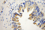 SHC3 Antibody in Immunohistochemistry (Paraffin) (IHC (P))