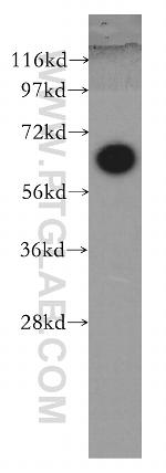 SHC3 Antibody in Western Blot (WB)