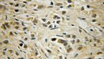 SHPK Antibody in Immunohistochemistry (Paraffin) (IHC (P))