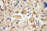 PDE1A Antibody in Immunohistochemistry (Paraffin) (IHC (P))