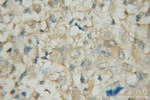 PDE1A Antibody in Immunohistochemistry (Paraffin) (IHC (P))