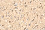 PDE1A Antibody in Immunohistochemistry (Paraffin) (IHC (P))