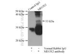 MEOX2 Antibody in Immunoprecipitation (IP)