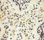 TCEB1 Antibody in Immunohistochemistry (Paraffin) (IHC (P))