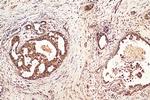 TCEB1 Antibody in Immunohistochemistry (Paraffin) (IHC (P))