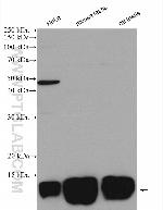 TCEB1 Antibody in Western Blot (WB)