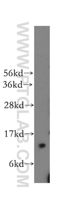 TCEB1 Antibody in Western Blot (WB)