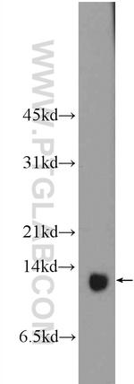 TCEB1 Antibody in Western Blot (WB)