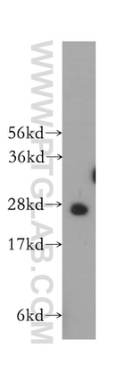 HS2ST1 Antibody in Western Blot (WB)