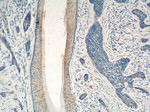 PDCD5 Antibody in Immunohistochemistry (Paraffin) (IHC (P))