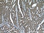 PDCD5 Antibody in Immunohistochemistry (Paraffin) (IHC (P))