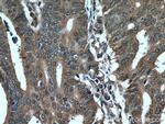 PDCD5 Antibody in Immunohistochemistry (Paraffin) (IHC (P))