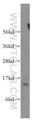 PDCD5 Antibody in Western Blot (WB)