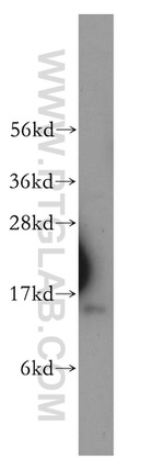 PDCD5 Antibody in Western Blot (WB)