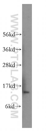 PDCD5 Antibody in Western Blot (WB)