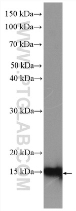 PDCD5 Antibody in Western Blot (WB)