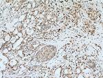 KPNA4 Antibody in Immunohistochemistry (Paraffin) (IHC (P))