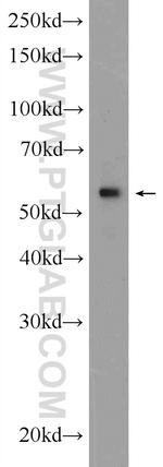 KPNA4 Antibody in Western Blot (WB)