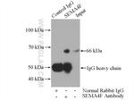 SEMA4F Antibody in Immunoprecipitation (IP)