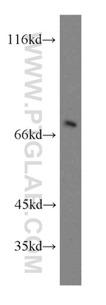 SEMA4F Antibody in Western Blot (WB)